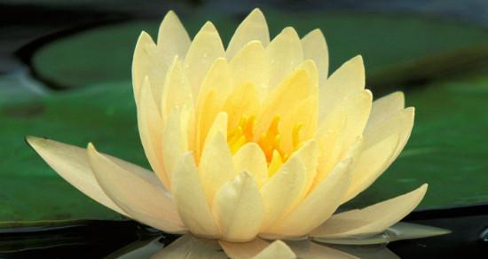 莲花在风水中代表什么？如何利用莲花提升家居风水？
