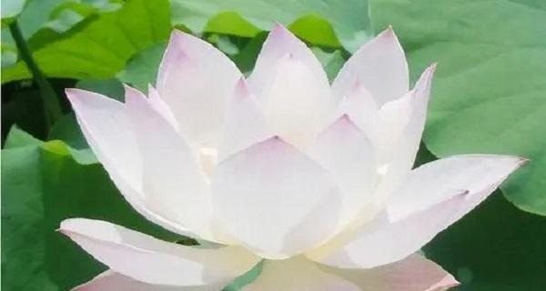 莲花象征着什么意义？如何理解莲花的文化和精神象征？