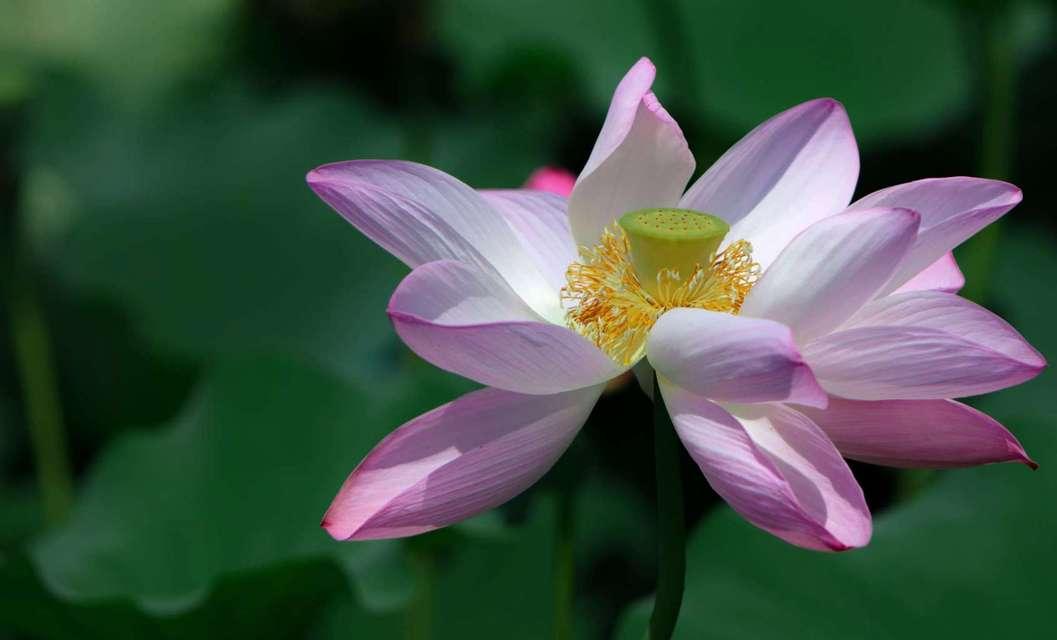 莲花象征着什么意义？如何理解莲花的文化和精神象征？