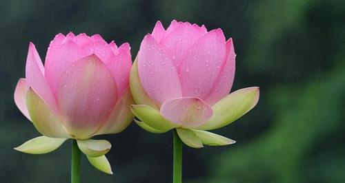 莲花象征着什么意义？如何理解莲花的文化和精神象征？
