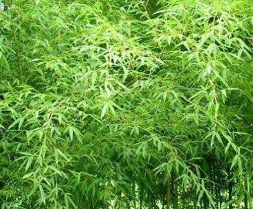 雷竹亩产量是多少？种植雷竹的高产秘诀是什么？