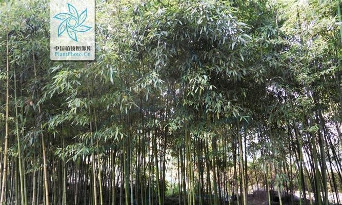 雷竹亩产量是多少？种植雷竹的高产秘诀是什么？