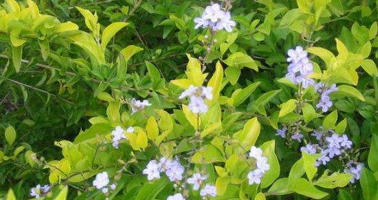 蕾丝金露花什么时候开花？花期持续多久？
