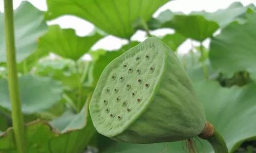 莲蓬的象征意义是什么？它代表了哪些寓意？