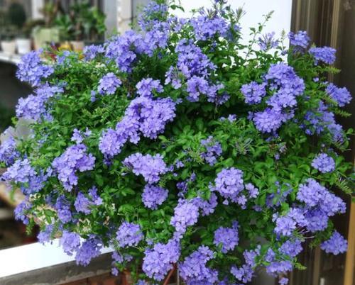蕾丝金露花开花后修剪方法？修剪后如何护理？