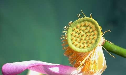 莲子的象征意义是什么？代表了哪些寓意？
