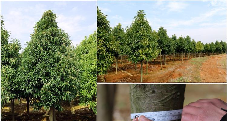 棱角属于哪个植物类别？它的特点和用途是什么？