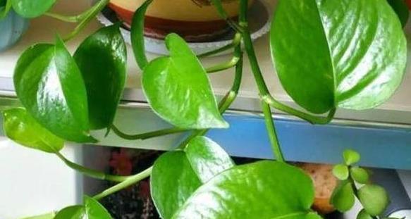 冷开水浇花是否可行？对植物生长有何影响？