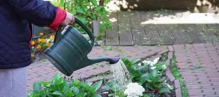 冷开水浇花是否可行？对植物生长有何影响？