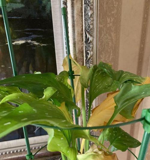 冷水花多久浇一次水？如何正确养护？