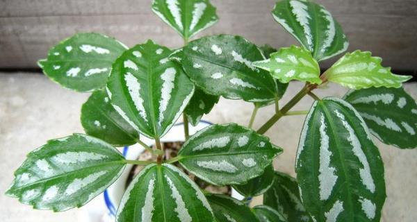 冷水花养殖需要注意什么？如何正确养护冷水花？