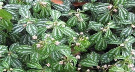 冷水花养殖需要注意什么？如何正确养护冷水花？
