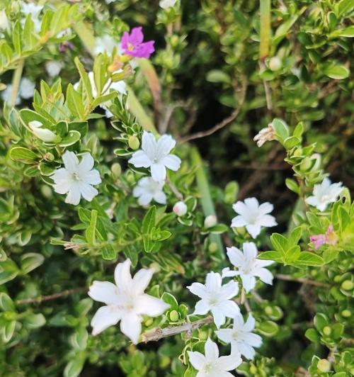 六月雪的花语是什么？它的寓意又有哪些？