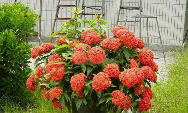 龙船花风水寓意是什么？它在风水中有哪些作用？