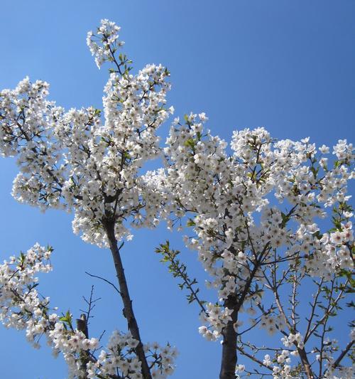 梨的花是什么颜色？梨花的常见颜色有哪些？