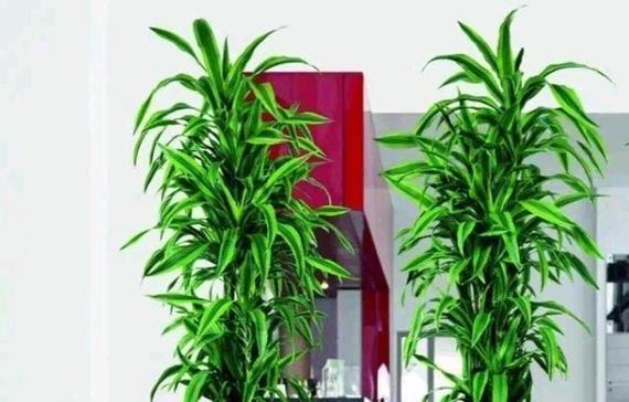 龙头竹的风水寓意是什么？如何正确摆放以招财进宝？