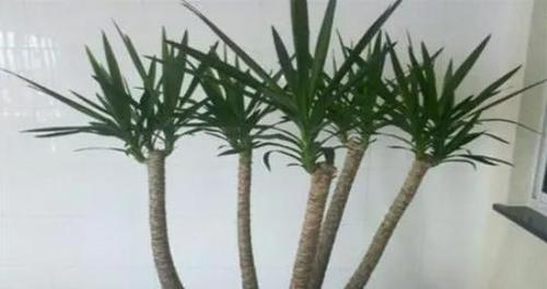 龙须树的风水象征是什么？如何正确摆放以招财进宝？