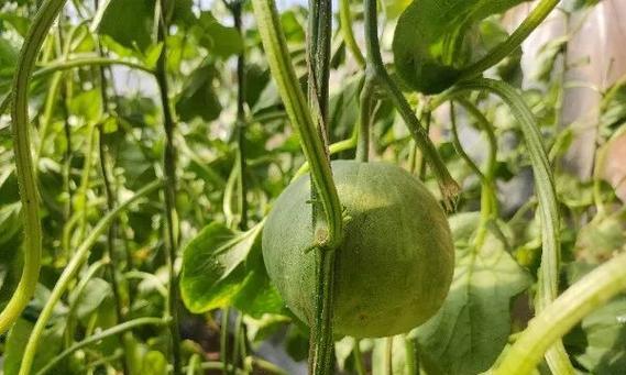梨瓜有哪些神奇的功效与作用？如何正确食用梨瓜？