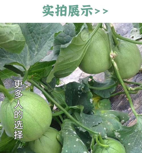 梨瓜种子怎么种植？种植梨瓜的步骤和注意事项是什么？