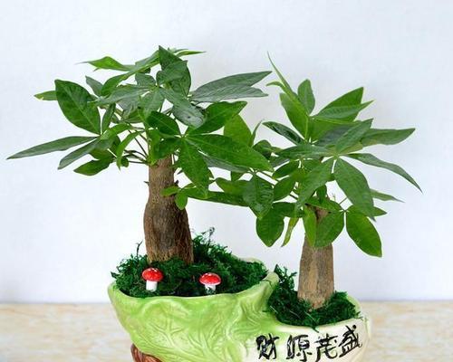龙眼代表什么生肖？十二生肖中龙眼的象征意义是什么？