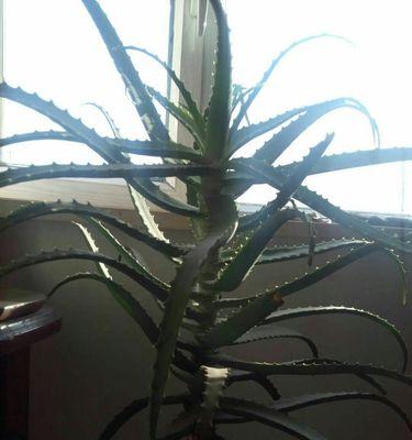龙爪花象征着什么？龙爪花的寓意有哪些常见问题？