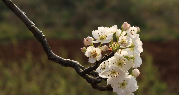 梨花通常在哪个季节盛开？开花期持续多久？