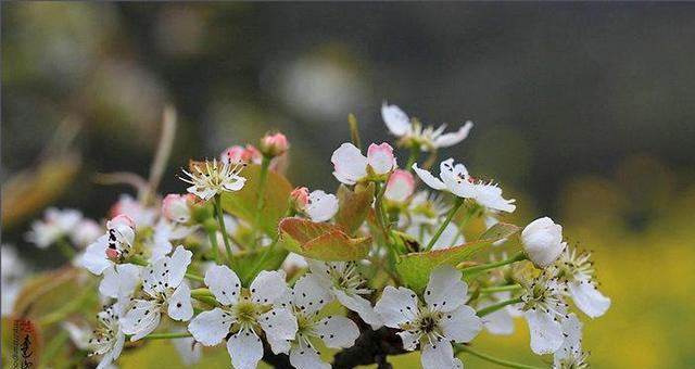 梨花通常在哪个季节盛开？开花期持续多久？