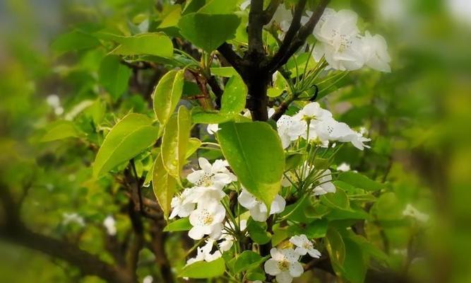 梨花通常在哪个季节盛开？开花期持续多久？