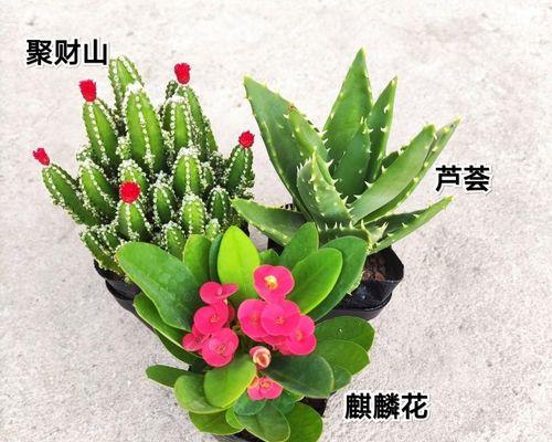 芦荟象征意义是什么？芦荟在不同文化中代表了什么？