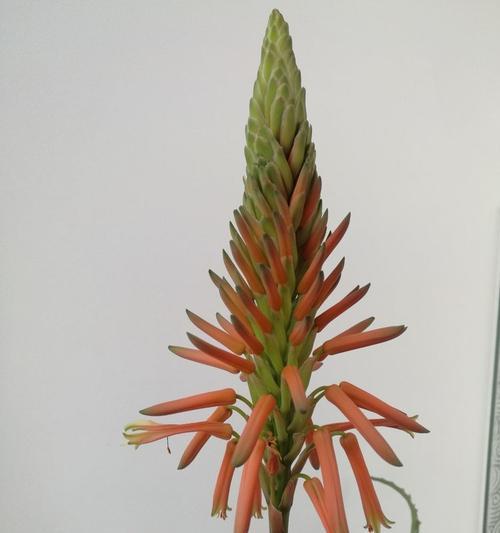 芦荟开花的样子和寓意是什么？