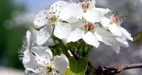 梨花有哪些颜色？不同品种梨花的颜色特点是什么？