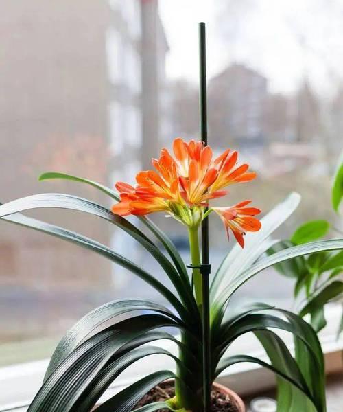长春市花君子兰的花语寓意是什么？