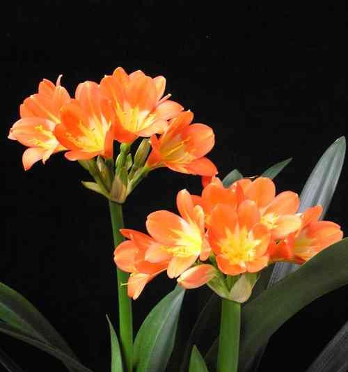 长春市花君子兰的花语寓意是什么？