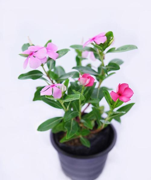 长春花象征着什么意义？长春花的花语和文化含义是什么？