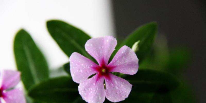 长春花象征着什么意义？长春花的花语和文化含义是什么？