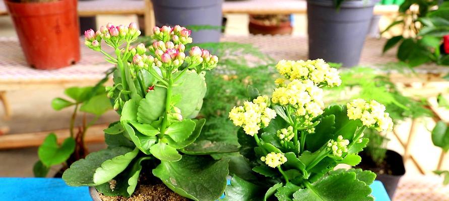 长寿花的花语是什么？如何正确养护长寿花？