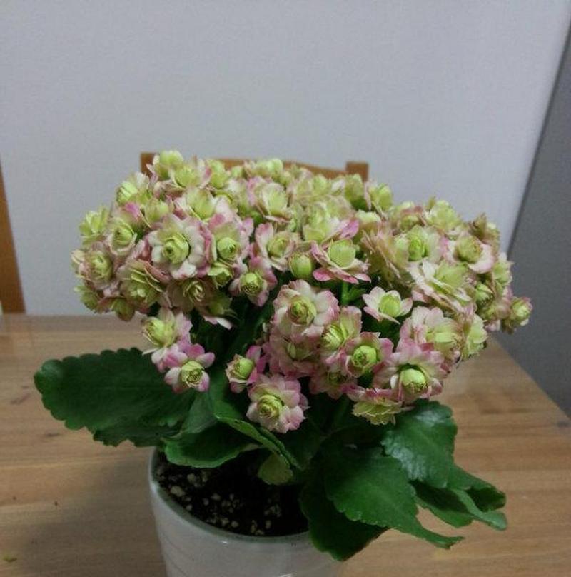 长寿花的花语是什么？如何正确养护长寿花？
