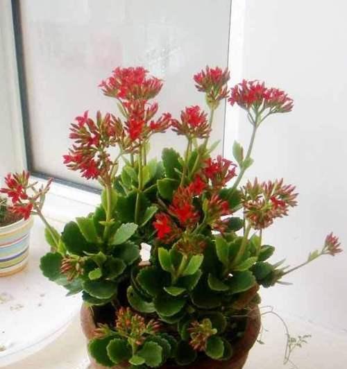 长寿花象征着什么？长寿花的寓意有哪些常见问题？