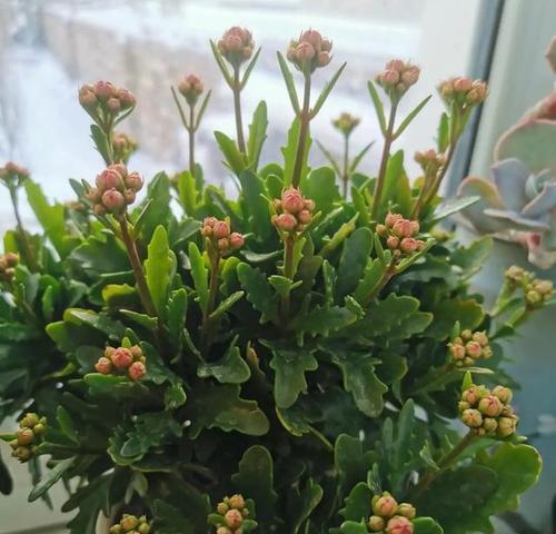 长寿花象征着什么？长寿花的寓意有哪些常见问题？