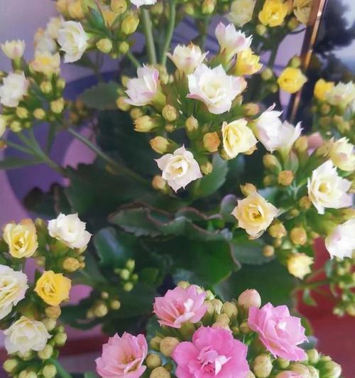 长寿花的寓意和象征是什么？风水中长寿花代表什么意义？