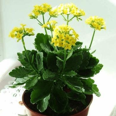长寿花的寓意和象征是什么？风水中长寿花代表什么意义？