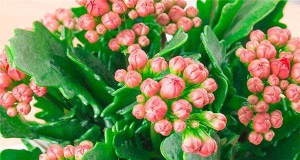 长寿花开花预示着什么意思？长寿花的花语有哪些含义？
