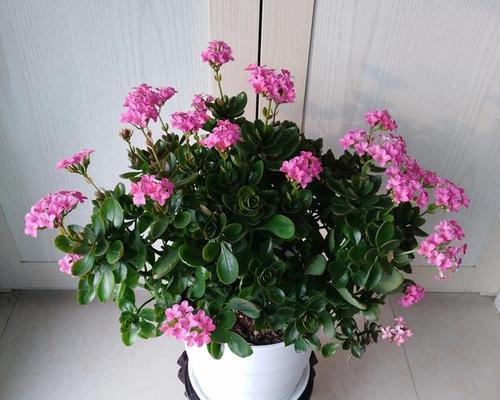 长寿花开花预示着什么意思？长寿花的花语有哪些含义？