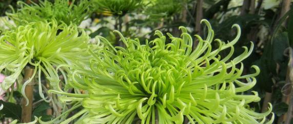 绿菊花的花语是什么？绿菊花象征着什么含义？