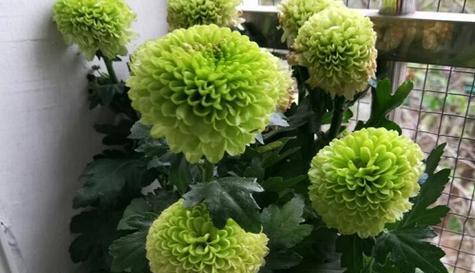 绿菊花的花语是什么？绿菊花象征着什么含义？