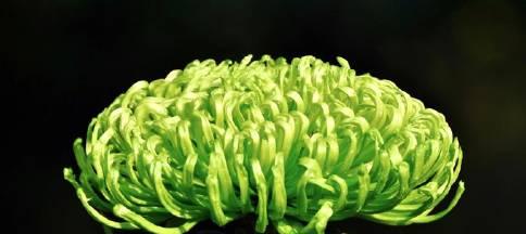 绿菊花的花语是什么？绿菊花象征着什么含义？