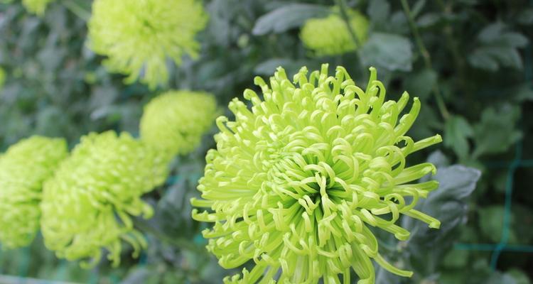 绿菊花代表什么？绿菊花的花语和寓意有哪些？