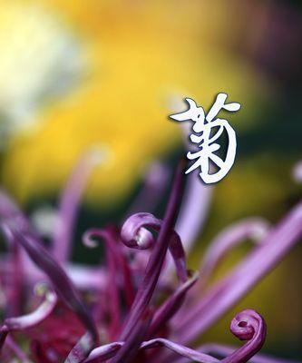 绿菊花代表什么？绿菊花的花语和寓意有哪些？