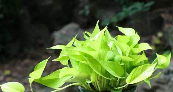 绿萝的花语和寓意象征着什么意思？如何养护绿萝以保持其美好寓意？