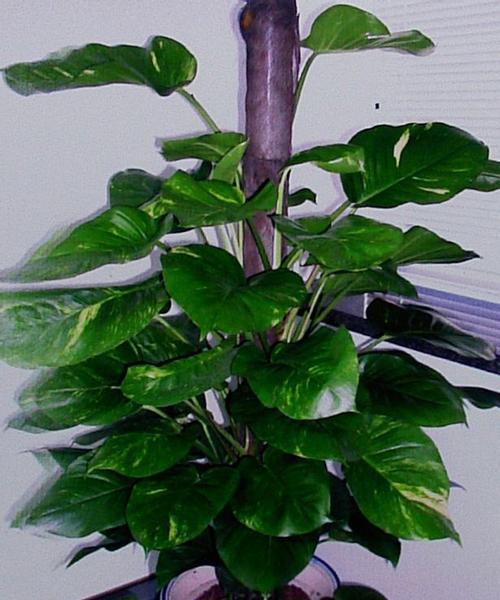 绿萝的花语和寓意象征着什么意思？如何养护绿萝以保持其美好寓意？
